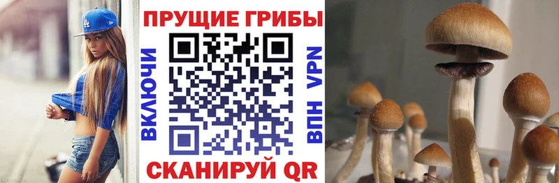 darknet клад  Сольцы  Псилоцибиновые грибы Cubensis 